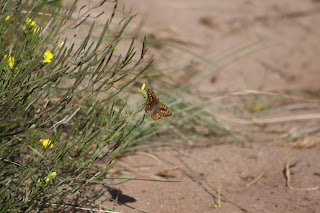 Wall Brown Butterfly