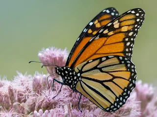 Borboleta Monarca: Um Símbolo de Migração e Resiliência