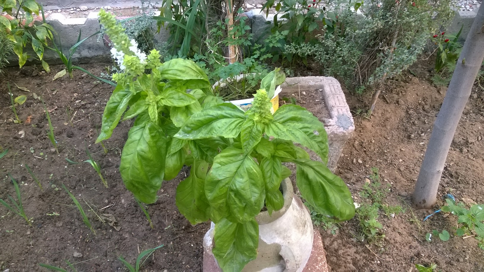 my sweet basil in my garden