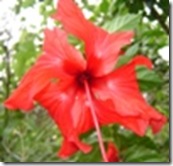 Hibiscus Red 'Ruffled Rosee' (2)