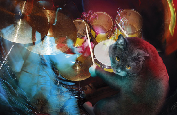 Kucing main drum