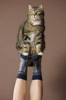 Why Cat is Vomiting