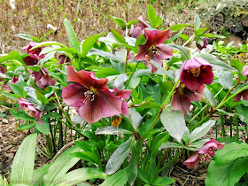 helleborus flowers in the color of the year