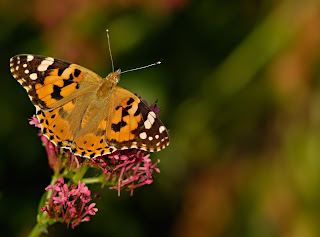 Mariposa monarca en el jardin