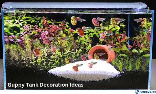 Guppy Tank Decoration Ideas