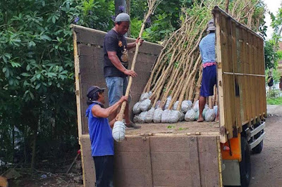 Jual Tabebuya Daun Lebar Pink Rosea Murah