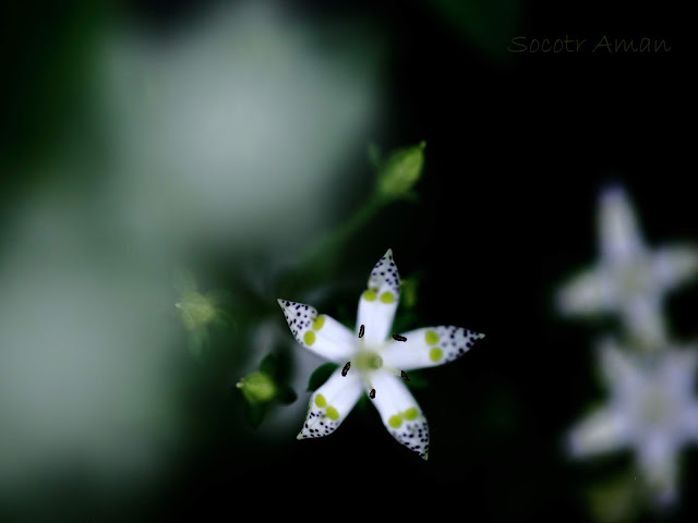 Swertia bimaculata