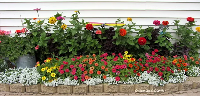 Zinnia Garden