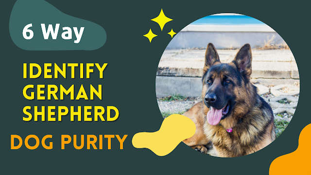 identify german shepherd dog purity
