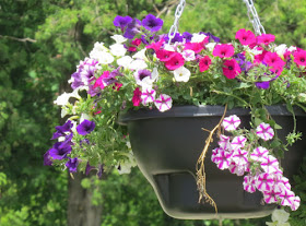 hanging planter with petunias