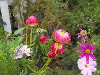 strawflowers/ safflower