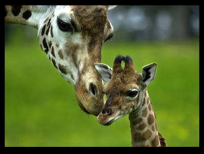 Pictures of Giraffes - Giraffe Wallpapers