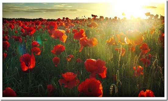 poppies