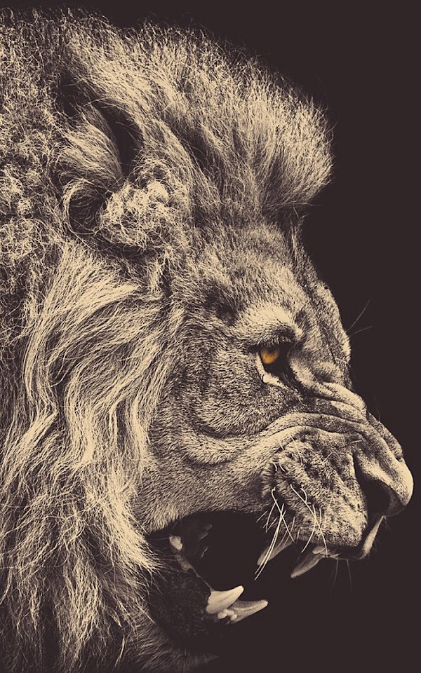 Lion Profile Sepia Android Wallpaper