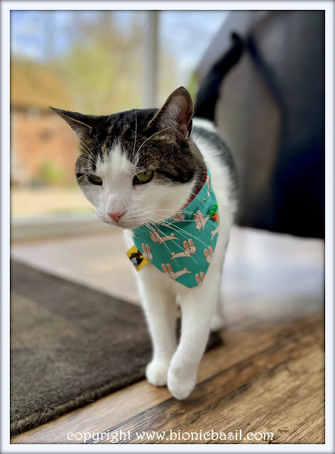 The BBHQ Midweek News Round-Up ©BionicBasil® Melvyn Modelling This Weeks Top Pick Bandana - Cute White Bunnies