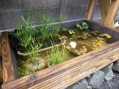 [最も好ましい] オシャレ ��ダカ 水槽 おしゃれ 258447-���ダカ 水槽 おしゃれ セッ���