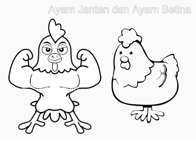 Animal pictures black and white for coloring - gambar mewarnai ayam jantan dan ayam betina