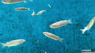 Taoyuan Qingpu | Xpark Aquarium | The largest indoor aquarium in northern Taiwan