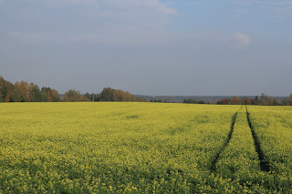 veel oktoobris õitsev põld..