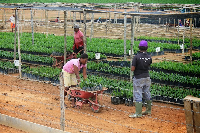 Terbaru Perawatan KELAPA SAWIT