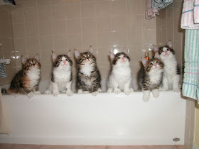 Funny cats - part 40, funny cats, funny cats photos, cat pictures