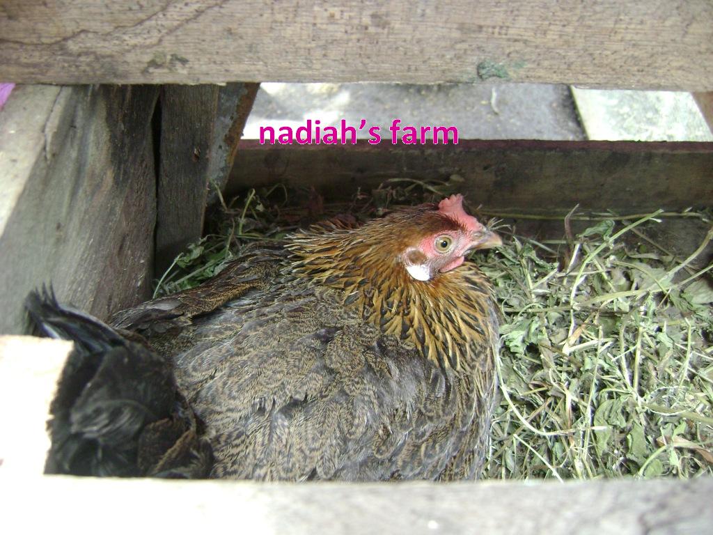 Nadiahs Little Farm ayam  hutan  kacuk 