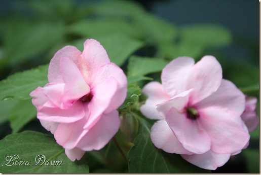 Impatiens_DoubleOink