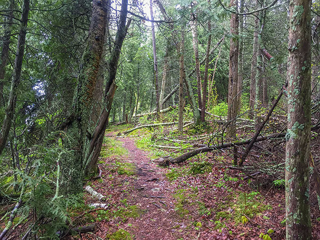 Duck Bay Trail at Newport State Park in Door County