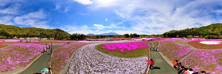  富士芝桜まつり２０１４−２