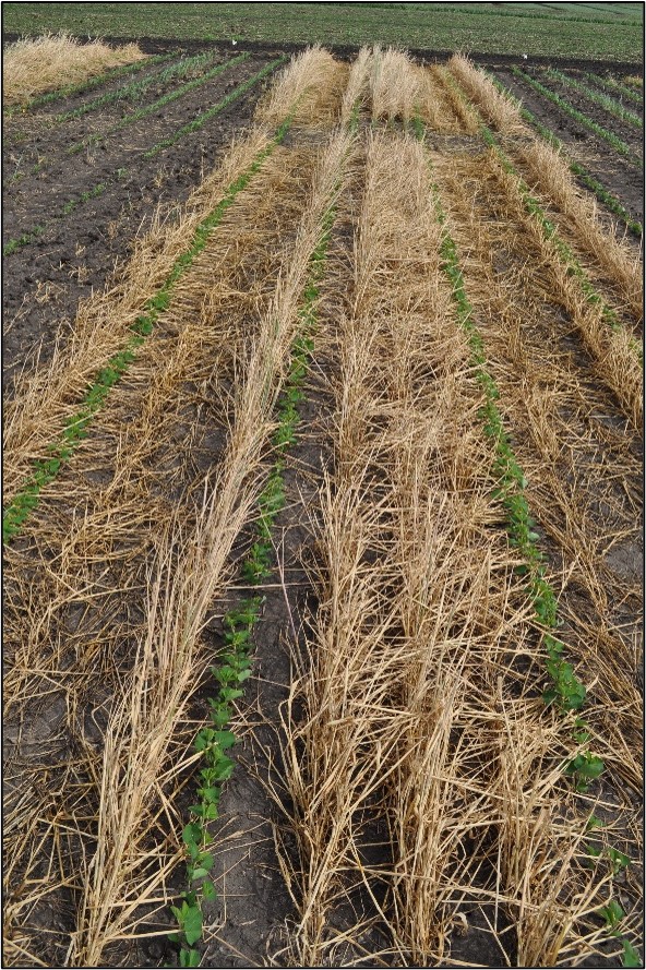 Calculating the Real Numbers Behind Grazing Cover Crops - Practical Farmers  of Iowa