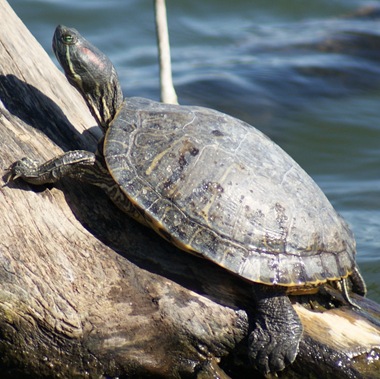 TurtleOnaLog_01