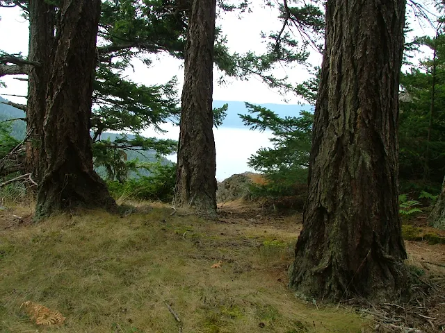 View of Rosario Strait from Cypress Island hike