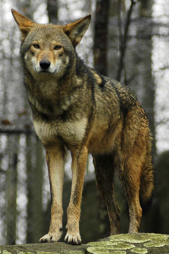 Red Wolf