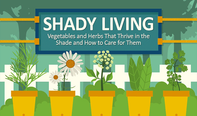 Vegetables and Herbs That Thrive in the Shade 