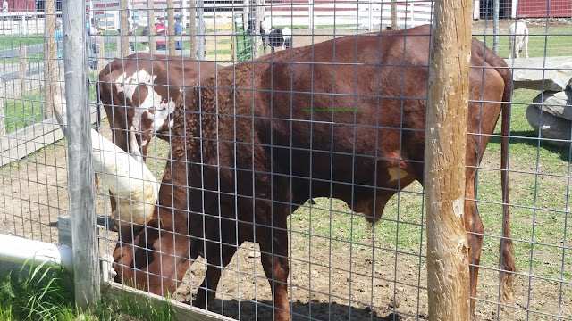 My Daughter's Field Trip:  Animal Adventure --Harpursville, NY --How Did I Get Here? My Amazing Genealogy Journey