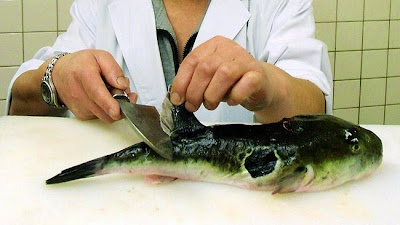 Ikan Fugu