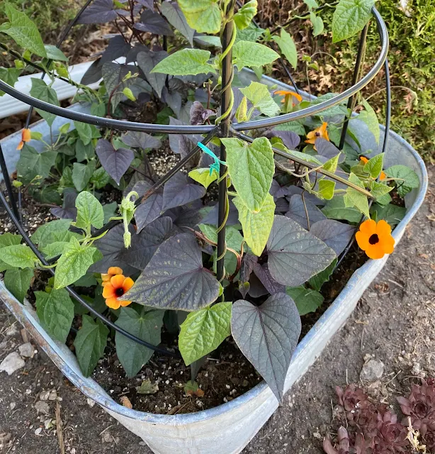 Photo of black eyed Susan vines in a laundry tub with obelisk