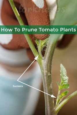 How To Prune Tomato Plants