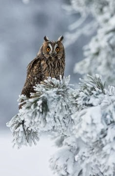 Owel sitting on the ice tree