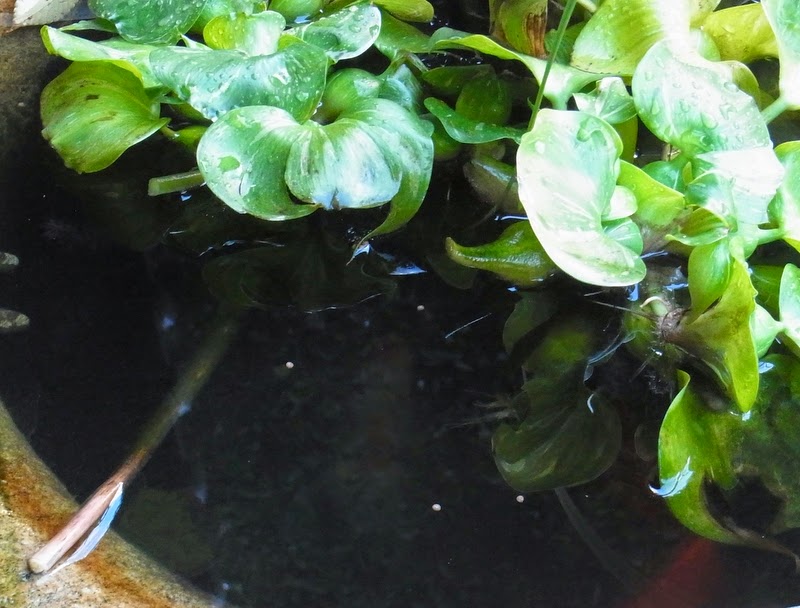 八郷の日々 生き返った金魚