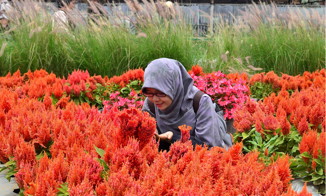 kebun Bunga begonia lembang bandung