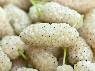 White Mulberry Fruit Pictures