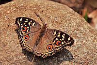 Junonia lemonias