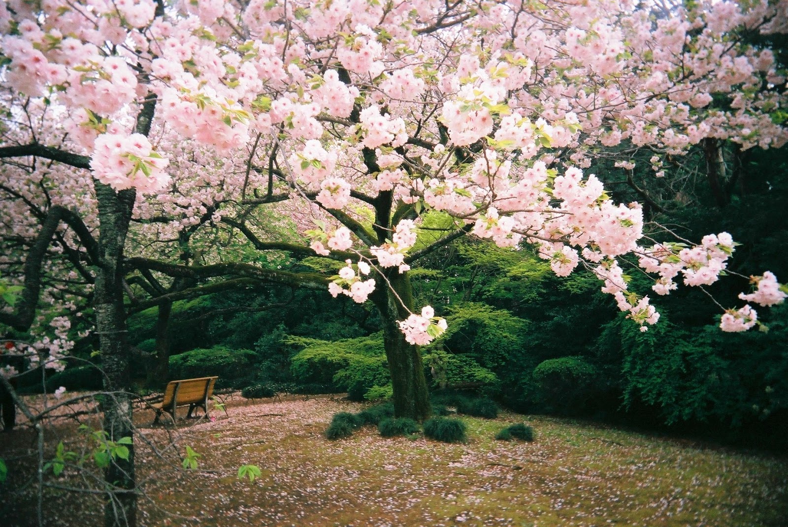  Gambar  Keindahan Bunga Sakura di Jepang  Taman taman indah 