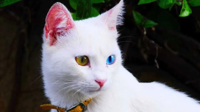 Turkish Van