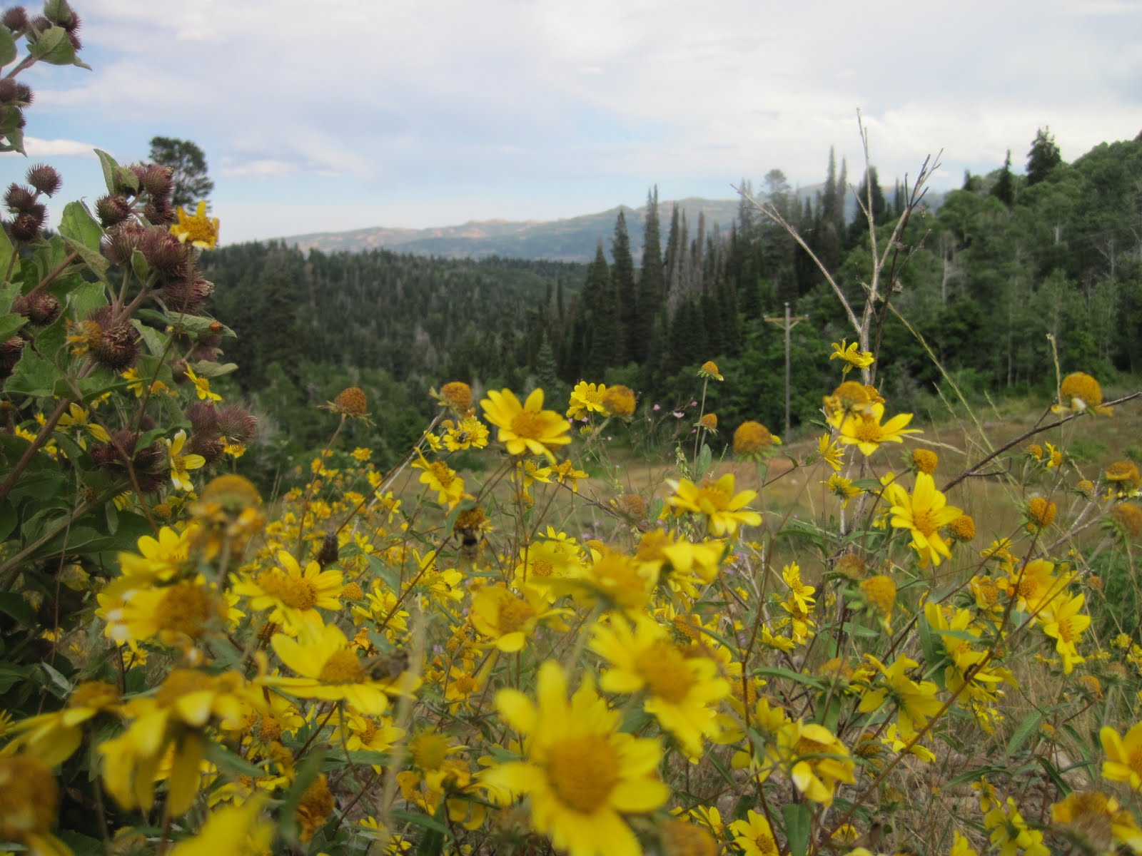 Studies in Clydeology  Triple Comback  A Wasatch 100 Race Report