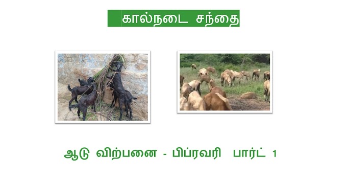 கால்நடை சந்தை - ஆடு விற்பனை - பிப்ரவரி  பார்ட் 1