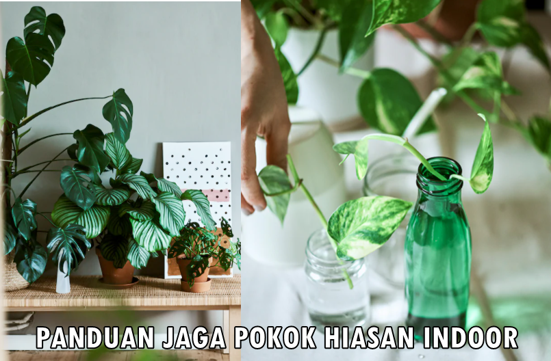 Cara Penjagaan Pokok Indoor