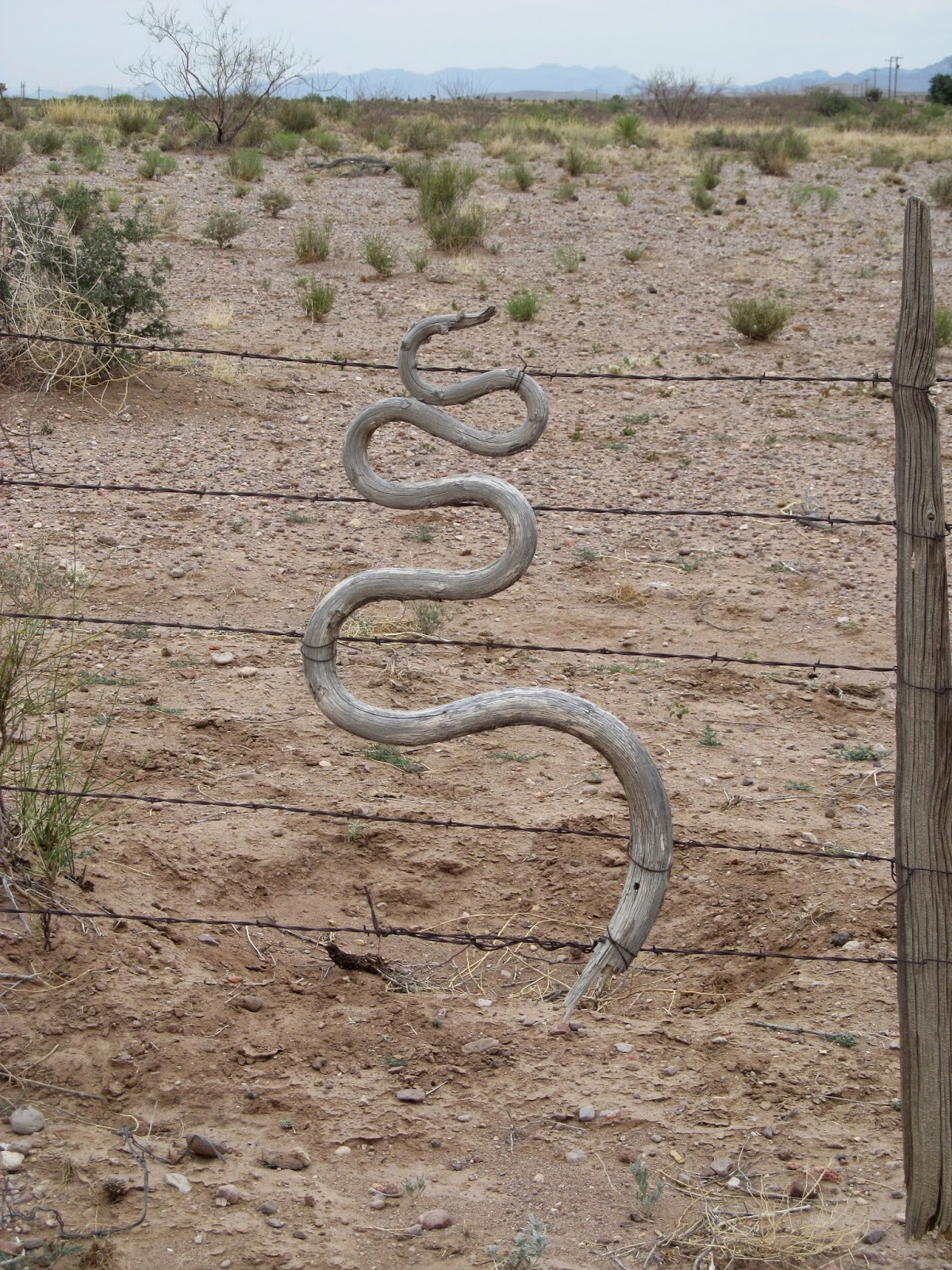 twisted yucca stem in the fence line