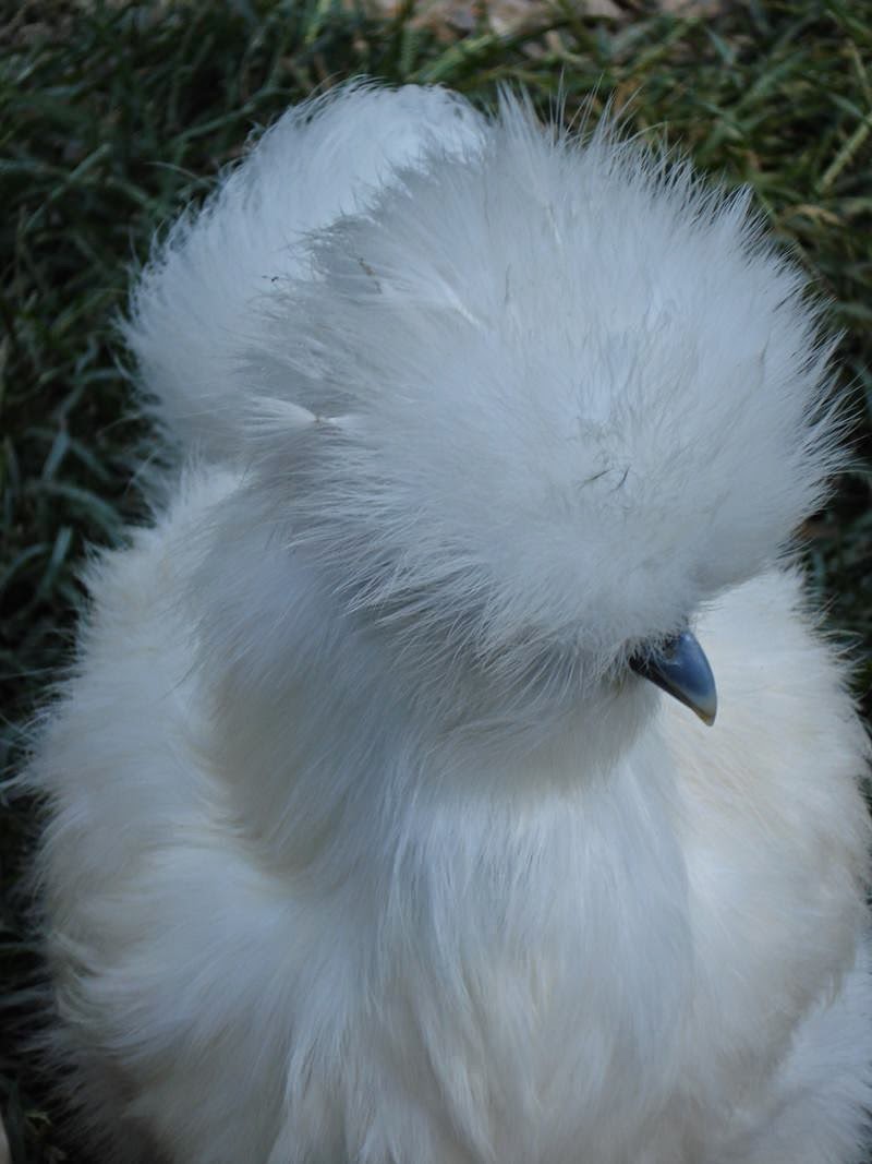 silkie chickens, silkies, fluffy chicken, silkie bantam, black and white chickens, silkie chicken eggs, black silkie chicken, furry chicken, fuzzy chickens, silkie hen, silkie chicken colors, blue silkie chicken, black skin chicken, black silkie, silky fowl, silkie chicken skin, black silkie chicken egg, fluffy black chicken, black silkie hen